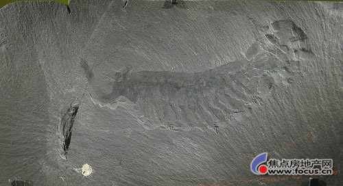 在美国华盛顿史密森博物馆展出的欧巴宾海蝎化石