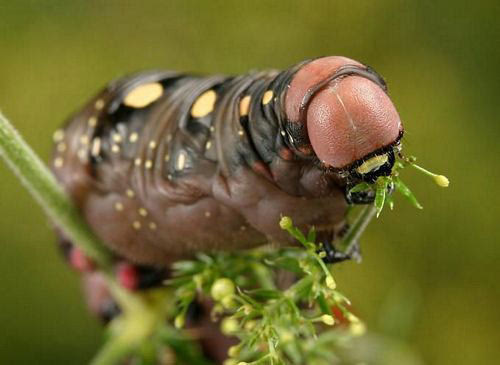 图片:近距离接触世界上最恐怖的虫子