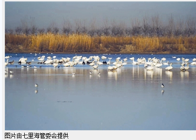 天津宁河七里海湿地生态保护修复取得阶段性成效