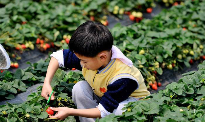 新力钰珑湾:踏青摘草莓 春日欢乐行