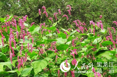 3000亩蓼吊花在哈尔滨滨江湿地盛开