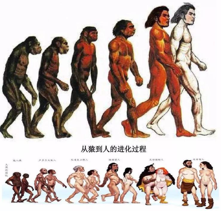 人类进化图史