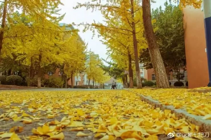 大连工业大学艺术楼前的那条银杏大道也是不容错过的风景.