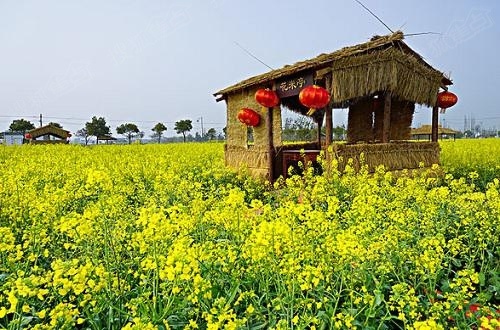 最全时间表2016国内多地赏油菜花攻略