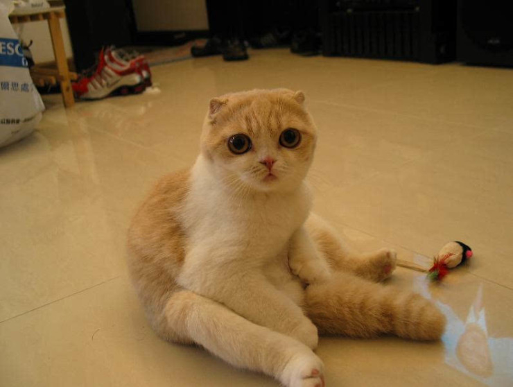 图片短耳大眼小肥肥谁能告诉我这是什么品种