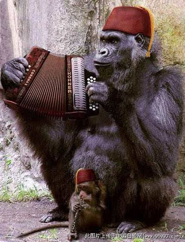 图片:小猴子表情