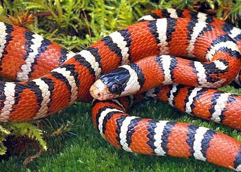       美国亚利桑纳的山王蛇