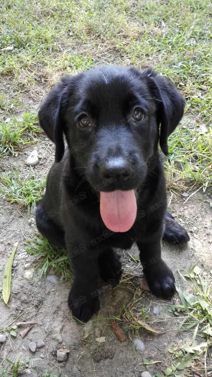 纯黑色拉布拉多3个多月大想找好人家收养狗狗是自家母狗生的很健康可
