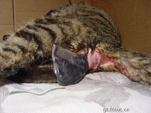 展现小猫分娩全过程.