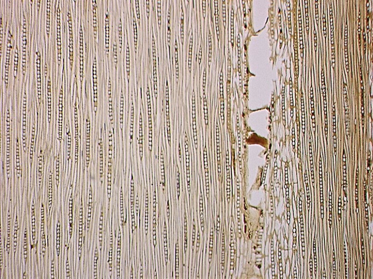深度解析乌金木家具,了解完再买也不迟._装修攻略-苏州搜狐焦点家居