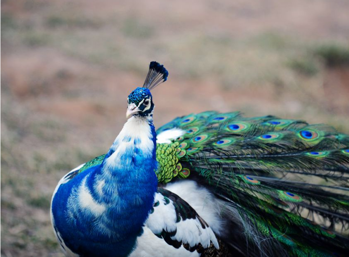 五彩斑斓,美丽动人颈部,胸部,背部和翅膀上的羽毛蓝白相杂花孔雀---百