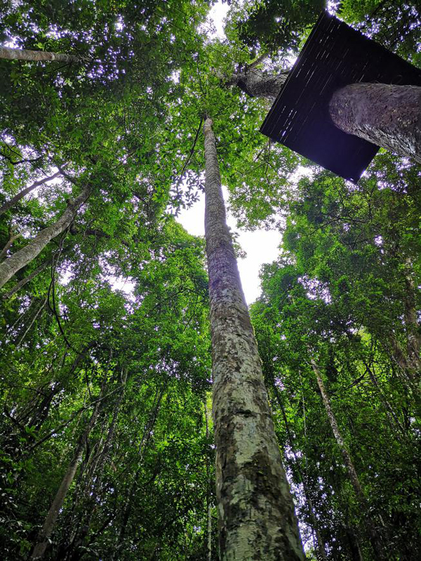 一般高约50至60米,最高可达80多米,比雨林中其他乔木高20至30米