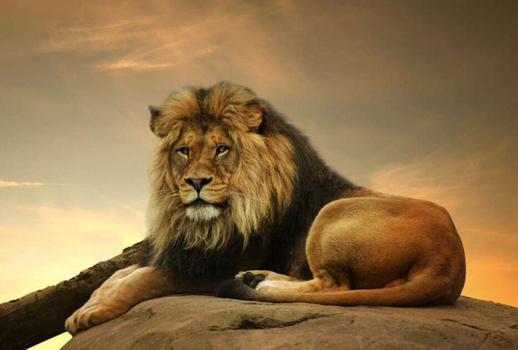 现场感受狮吼虎啸,体验一回心跳?现在