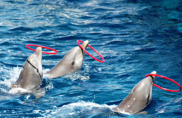 不久的将来,在抚仙湖欢乐大世界就能一睹海豚宝宝的精彩表演.