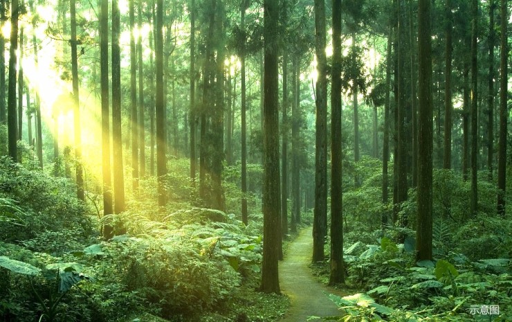 城市中竟有这样的森林秘境邂逅自然与诗情画意