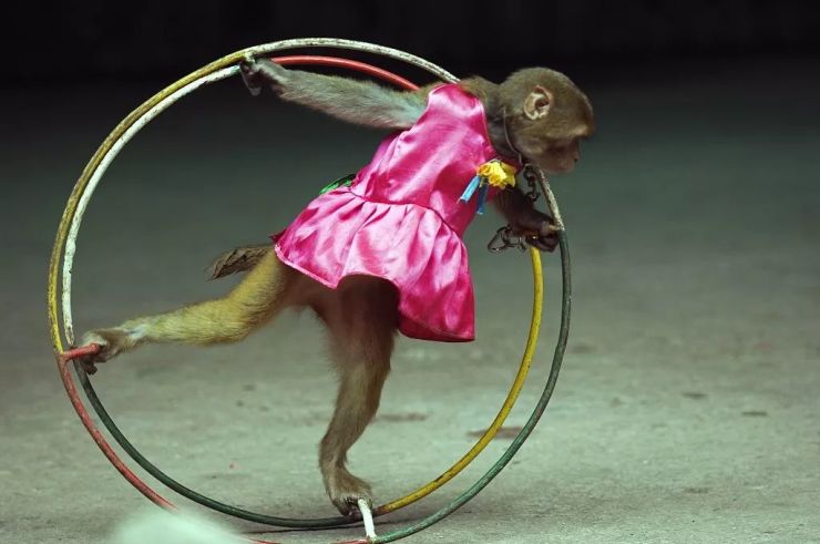 骑山羊 踩高跷 原地空翻 骑单车模仿精灵——小猴子它曾是草原王者