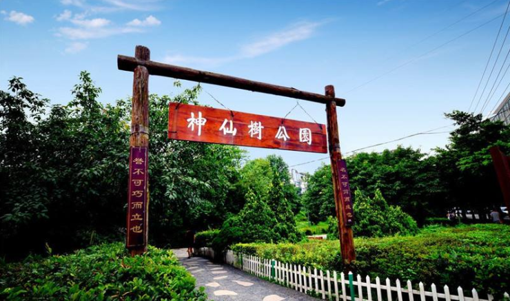 神仙树公园实景图教育资源或许是大多数改善群体重点关注板块,蓝光雍
