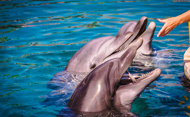 海豚萌团欢乐来袭1月25日海豚入驻抚仙湖