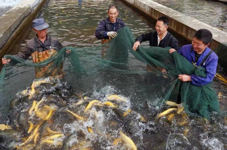 加强管理服务释放发展动能大同市渔业产业发展潜力巨大