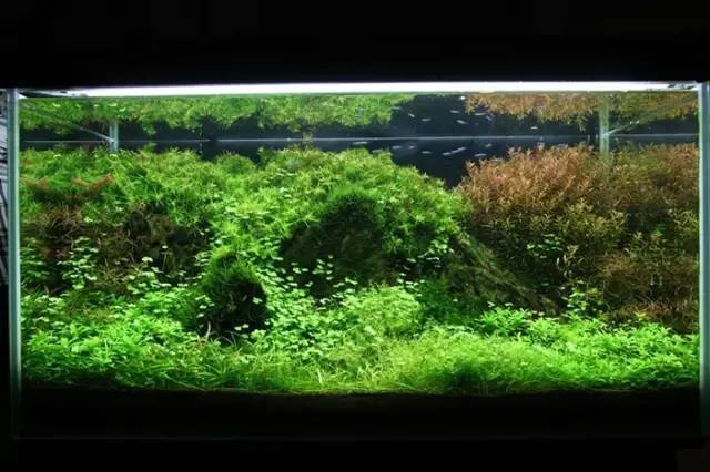水草资料几种天胡荽介绍
