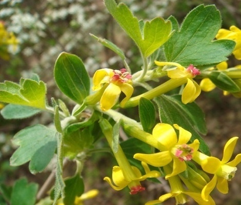 茶藨子是什么茶藨子的功效和作用有哪些