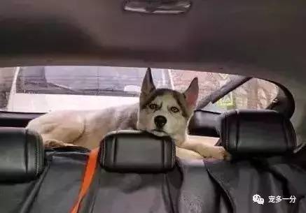 来看看这位二哈兄弟,这么大的后座就是不坐,偏偏要爬到后面去趴