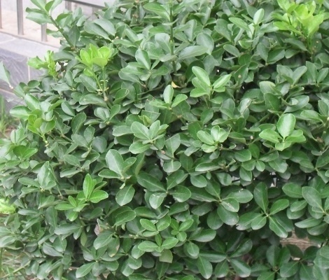 卫矛图片赏析卫矛主要价值和栽种技术介绍