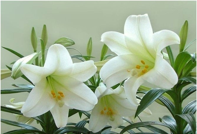 百合花的花语 送百合有什么意义_装修攻略-南京搜狐焦点家居