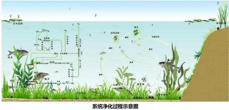 湖山为伴繁华不扰天河国际湖区中的超自然生活谁不喜欢？果博下载(图5)