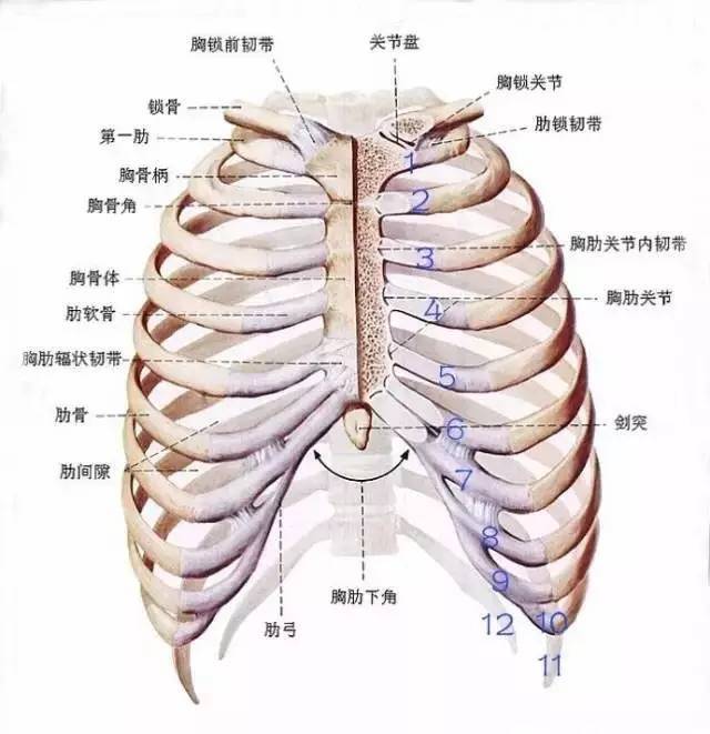 肋骨外翻不是先天的漏斗胸,首先我们要明确一点,什么是肋骨外翻?