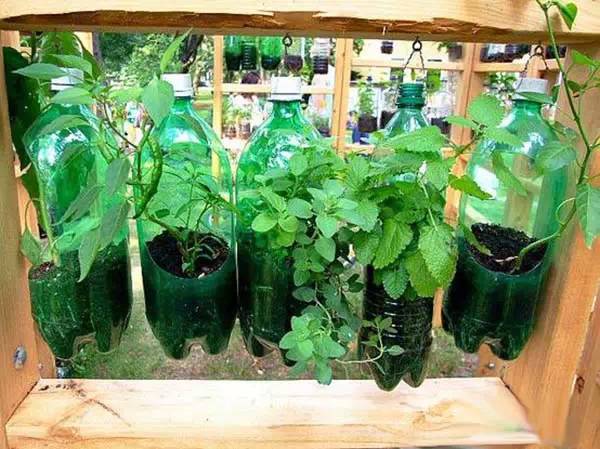 用塑料瓶种菜自给自足每个人都可以学会