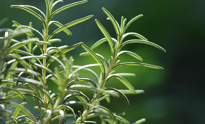 圖片資訊: 夏日驅蚊大作戰 八種天然防蚊花草