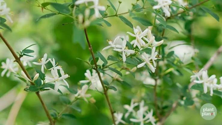 很遗憾没有见到桃色忍冬,但纯白色的小花忍冬也是好看极了