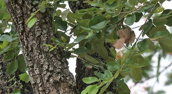多裂黄檀的功效与作用,植物形态以及主要分布地区的介绍