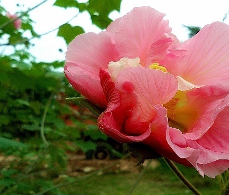 芙蓉花語及作用介紹