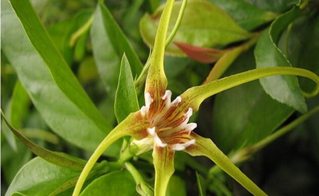 【毒毛旋花】毒毛旋花的功效与作用