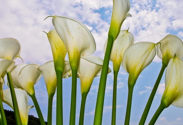 海芋花的花语是什么海芋花的花语大全