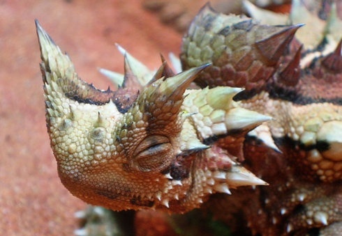 澳洲刺角蜥价格