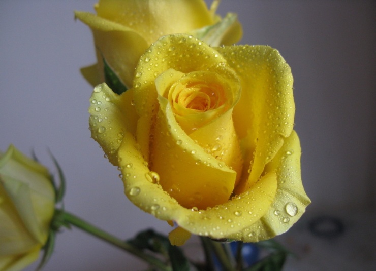 黄玫瑰代表什么 黄玫瑰花语
