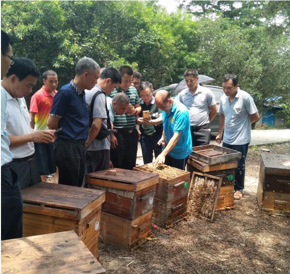 高峰林場5個支部到蜜蜂養殖場參觀學習-南寧搜狐焦點