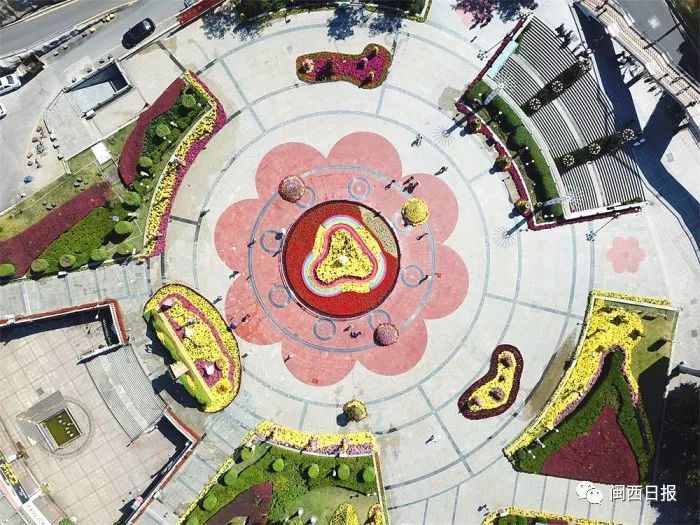 进入11月以来,近两万盆菊花,200多种品种,在龙岩街心广场惊艳亮相.