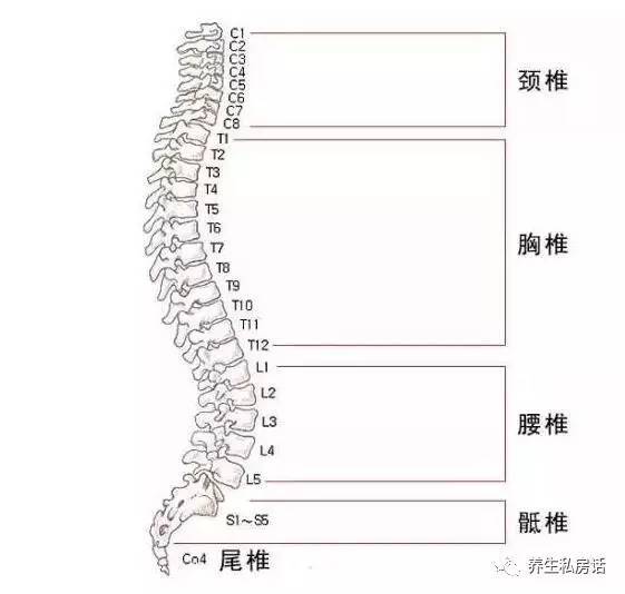 脊椎第十二节位置图图片